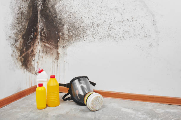 Best Residential Mold Removal  in St Francis, WI