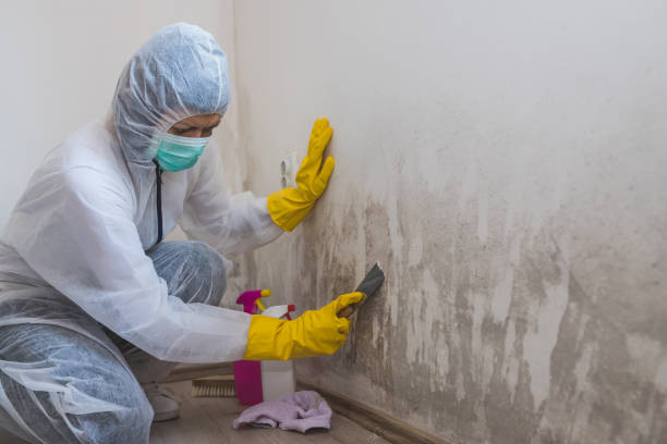 Home Mold Removal in St Francis, WI