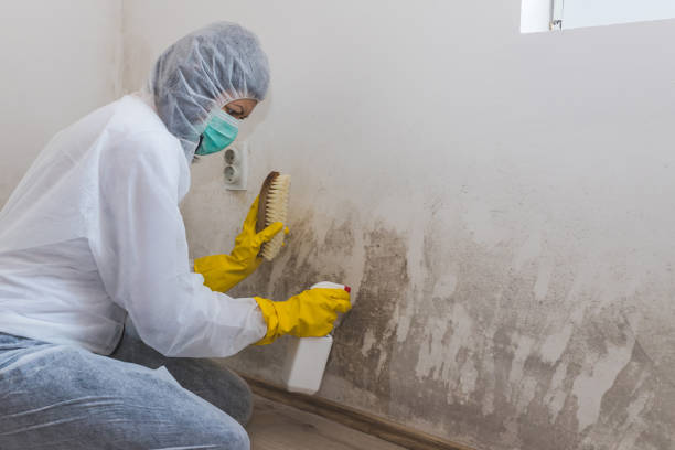 Trusted St Francis, WI Mold Removal Experts