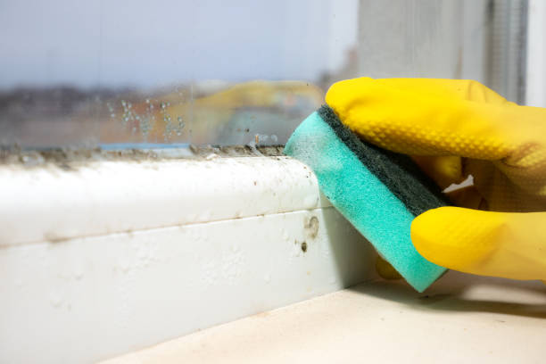 Best Mold Remediation  in St Francis, WI