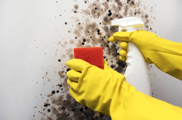 Best Attic Mold Removal  in St Francis, WI