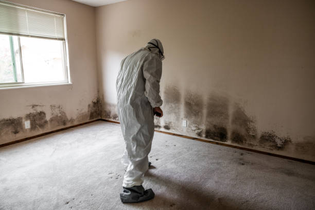 Best Mold Damage Repair  in St Francis, WI