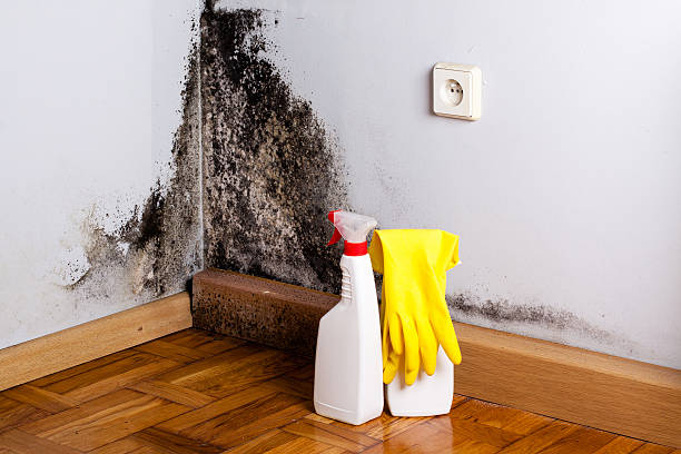 Best Mold Removal and Inspection  in St Francis, WI