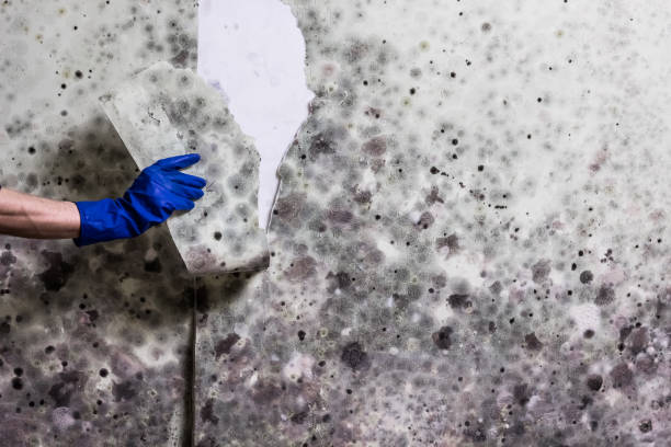 Best Mold Cleaning Services  in St Francis, WI