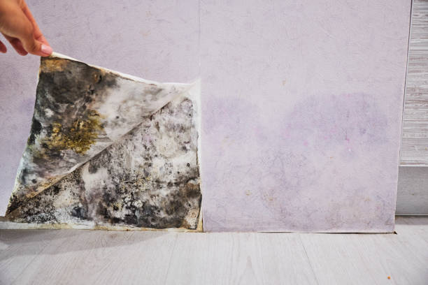 Best Fast Mold Removal  in St Francis, WI